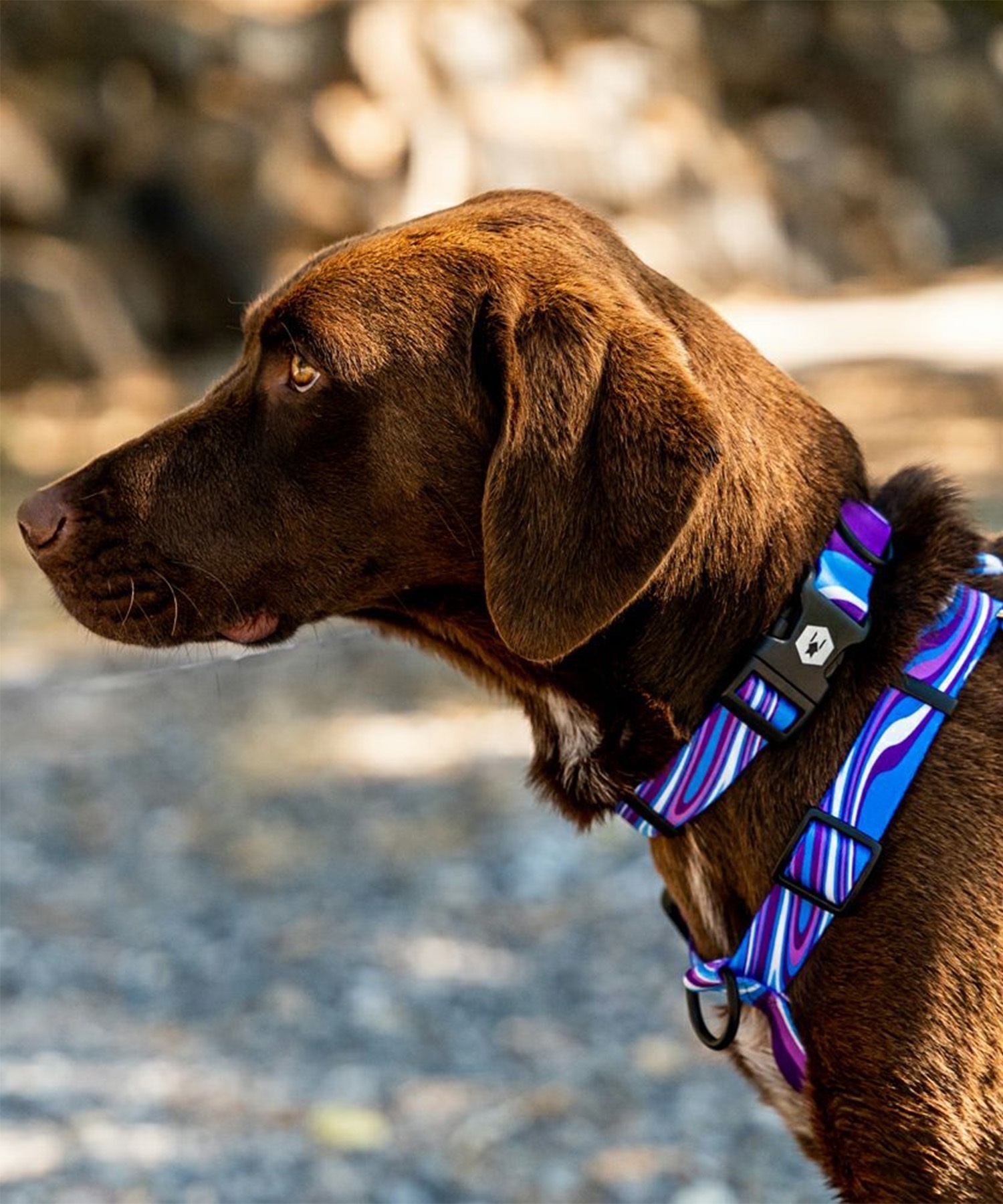 WOLFGANG ウルフギャング 犬用 首輪 MarbleWave Collar Mサイズ 小型犬用 中型犬用 マーブルウェイブ カラー ブルー系 WC-002-102(PU-M)