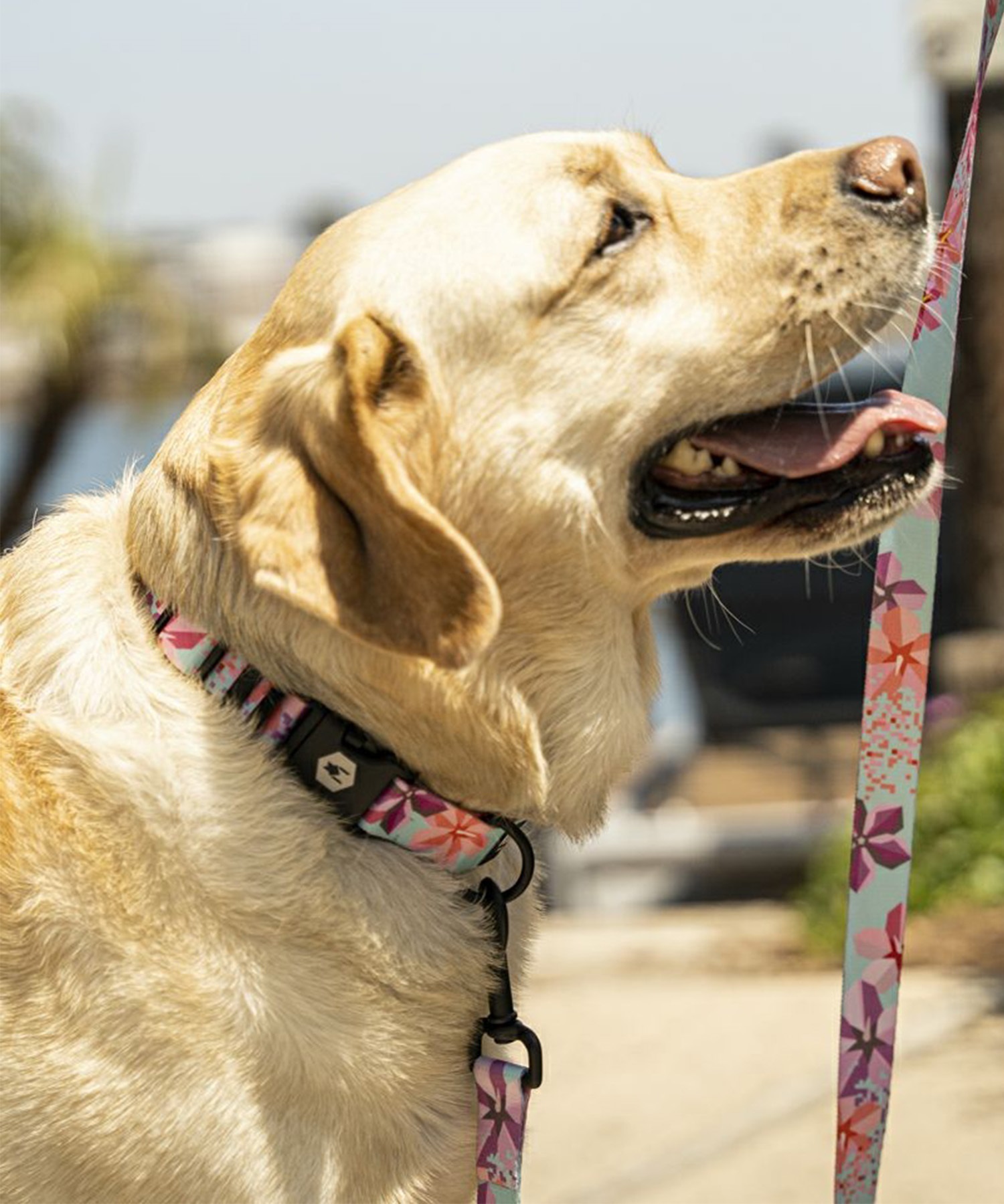 WOLFGANG ウルフギャング 犬用 首輪 DigiFloral Collar Lサイズ 中型犬用 大型犬用 デジフローラル カラー ピンク系 WC-003-96(PK-L)