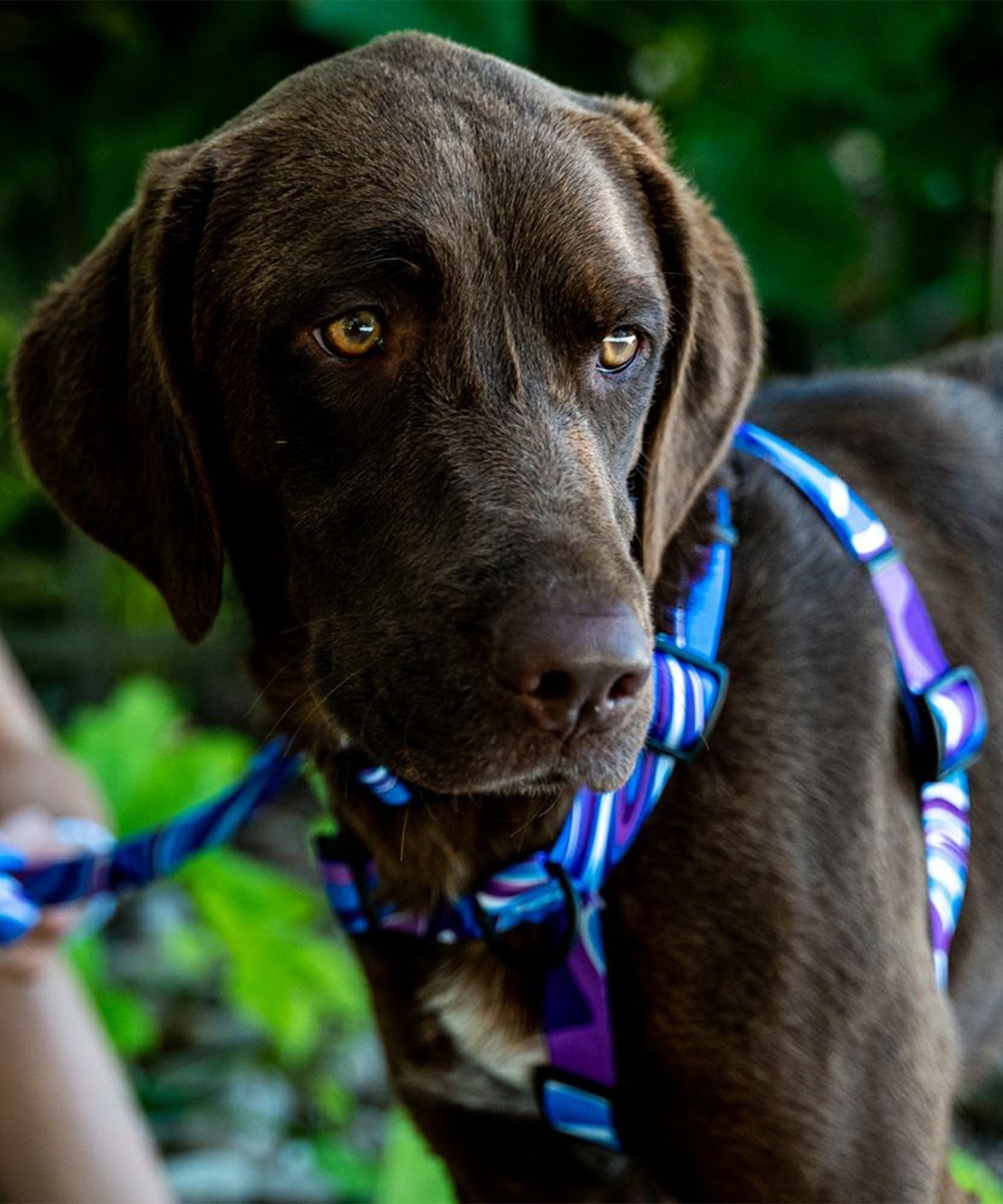 WOLFGANG ウルフギャング 犬用 ハーネス MarbleWave Harness Mサイズ 小型犬用 中型犬用 胴輪 マーブルウェイブ ブルー系 WH-002-102(PU-M)