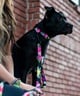 WOLFGANG ウルフギャング 犬用 首輪 DarkFloral COLLAR Sサイズ 超小型犬用 小型犬用 ダークフローラル カラー 花柄 ブラック WC-001-00(BK-S)