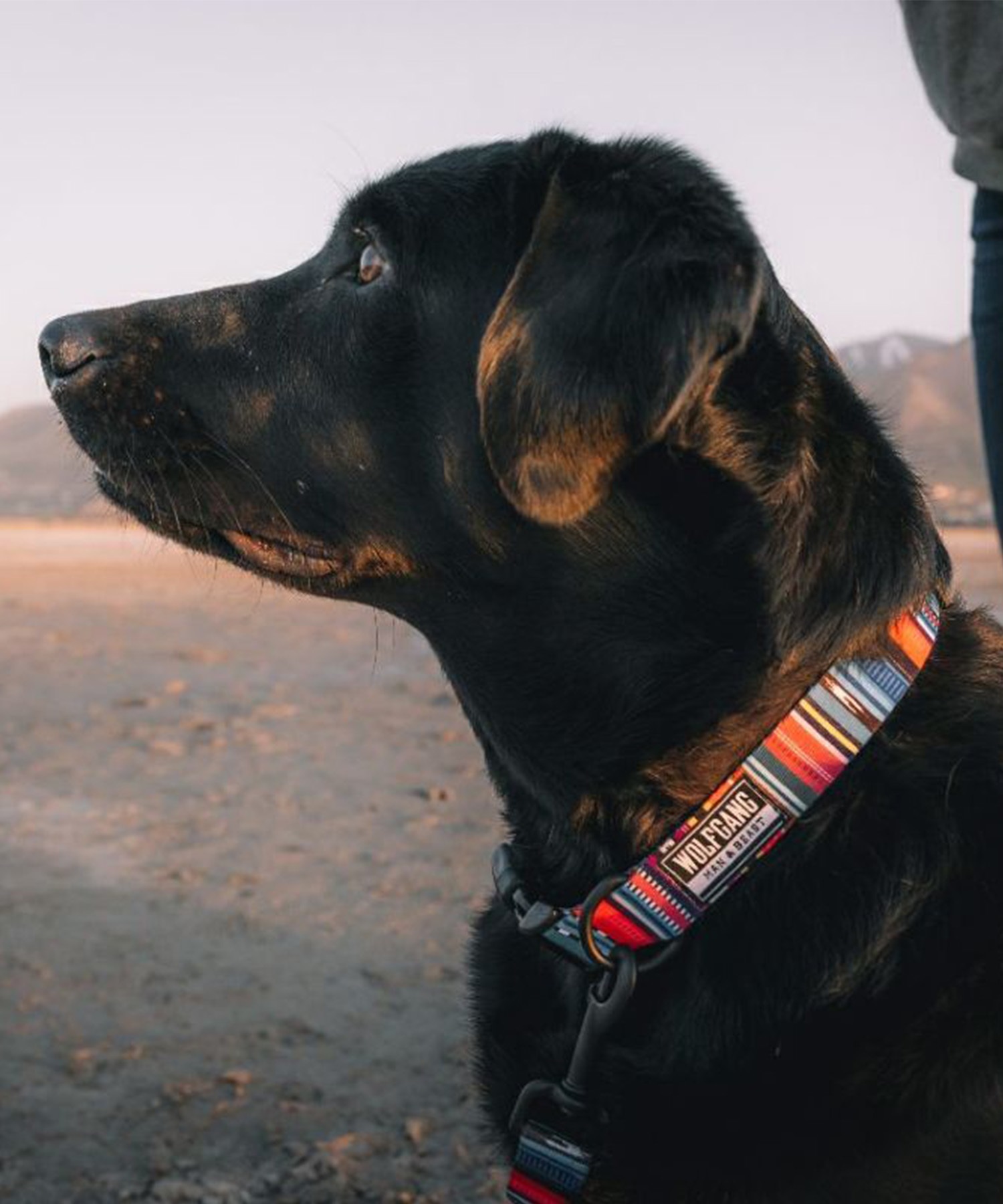 WOLFGANG ウルフギャング 犬用 首輪 Quetzal COLLAR Sサイズ 超小型犬用 小型犬用 ケツァール カラー マルチカラー WC-001-07(MULTI-S)