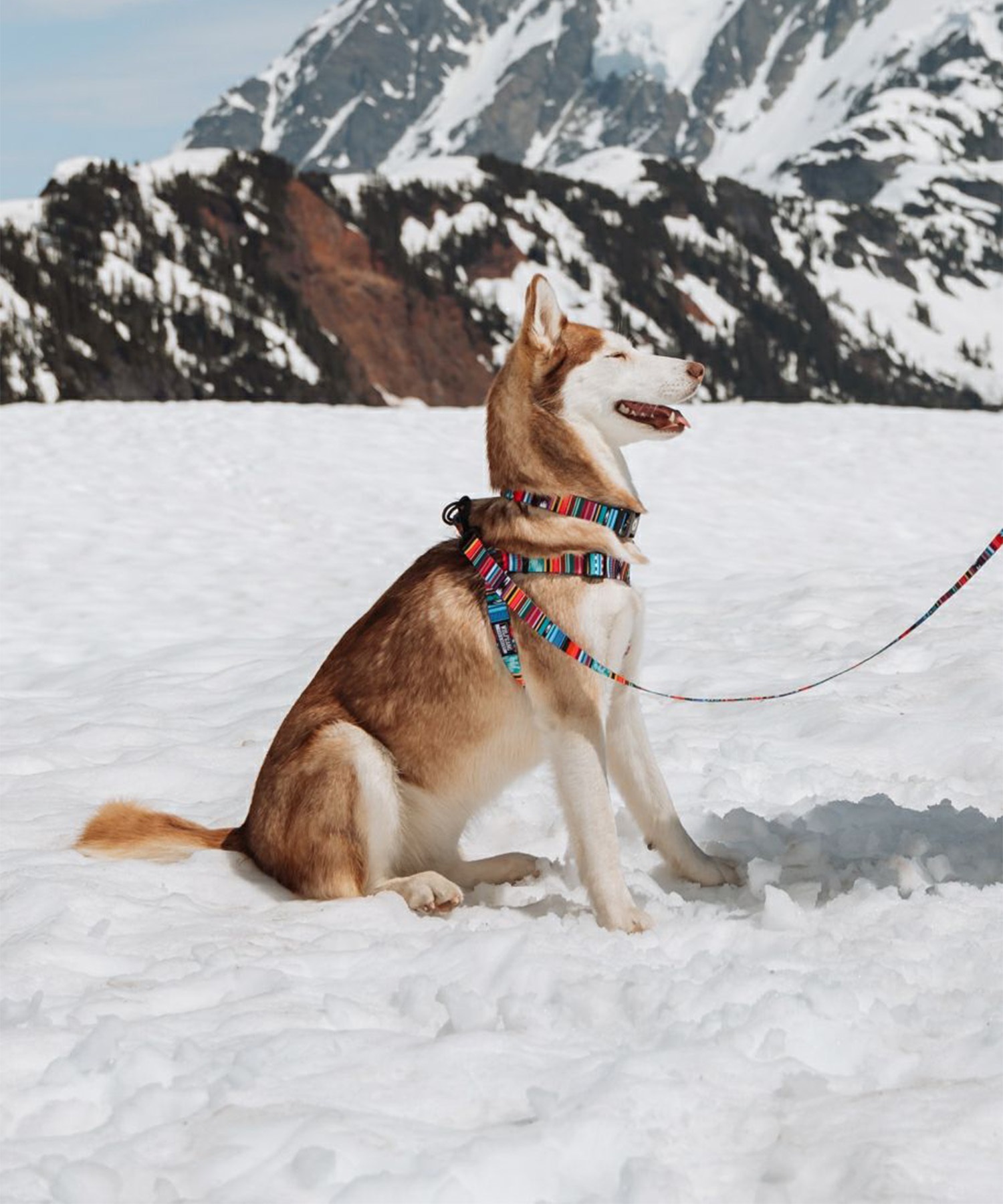 WOLFGANG ウルフギャング 犬用 首輪 Quetzal COLLAR Lサイズ 中型犬用 大型犬用 ケツァール カラー マルチカラー WC-003-07(MULTI-L)