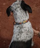 WOLFGANG/ウルフギャング 犬用 首輪 PackLeader Collar Lサイズ WC-003-84(YE-L)