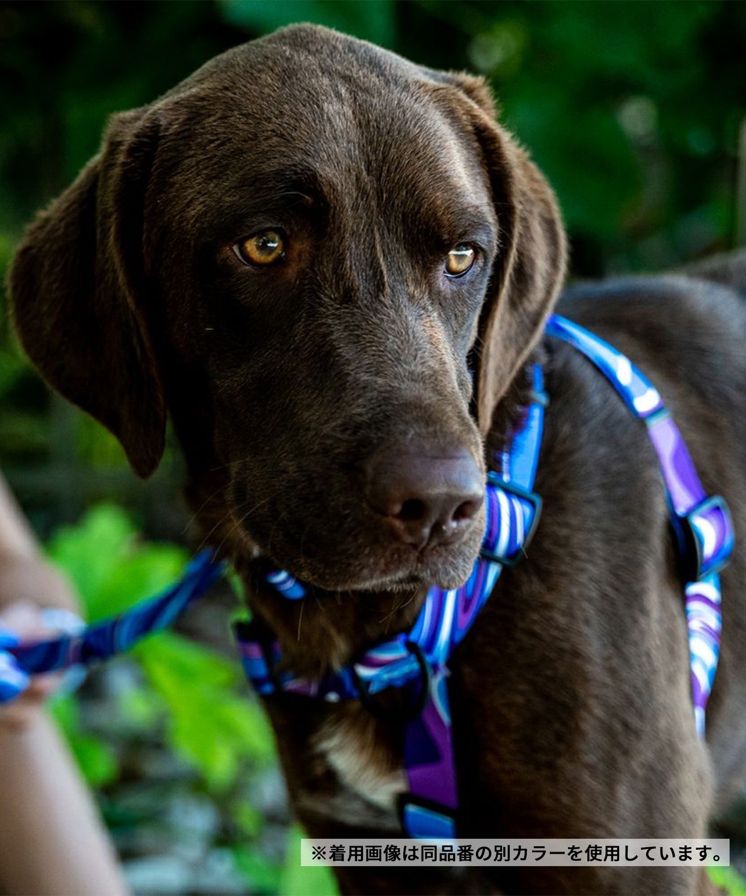 WOLFGANG ウルフギャング 犬用 ハーネス WolfMountain Harness Sサイズ 超小型犬用 小型犬用 胴輪 ウルフマウンテン グレー系 WH-001-83(GY-S)