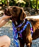 WOLFGANG ウルフギャング 犬用 首輪 MarbleWave Collar Sサイズ 超小型犬用 小型犬用 マーブルウェイブ カラー ブルー系 WC-001-102(PU-S)