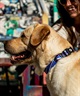 WOLFGANG ウルフギャング 犬用 首輪 MarbleWave Collar Sサイズ 超小型犬用 小型犬用 マーブルウェイブ カラー ブルー系 WC-001-102(PU-S)