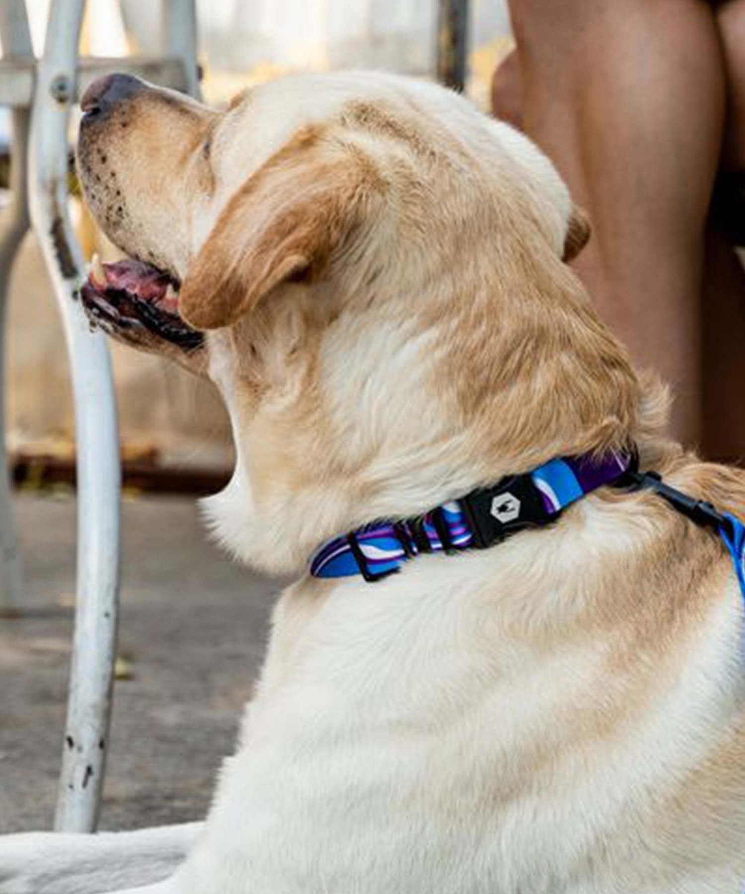 WOLFGANG ウルフギャング 犬用 首輪 MarbleWave Collar Sサイズ 超小型犬用 小型犬用 マーブルウェイブ カラー ブルー系 WC-001-102(PU-S)