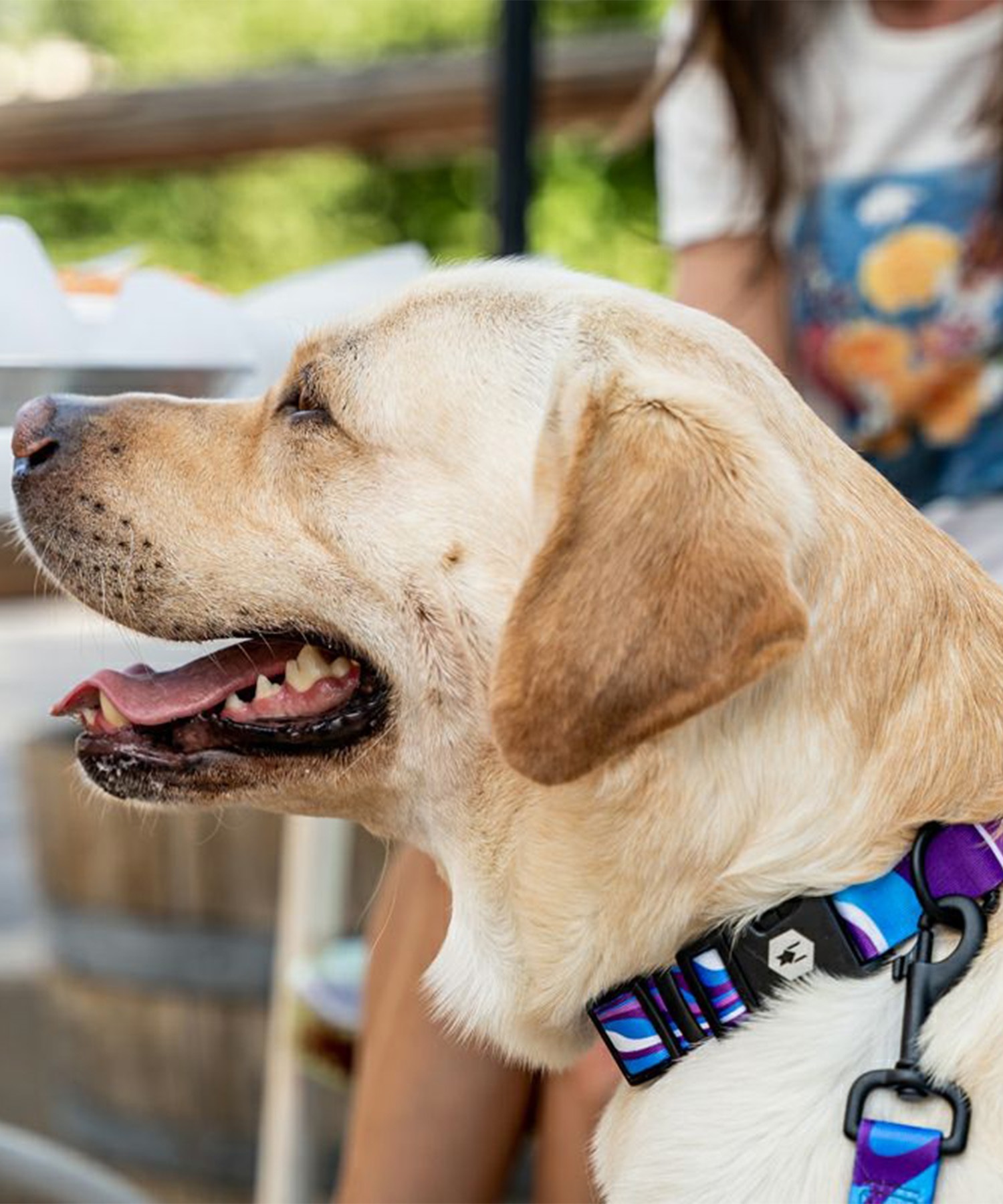 WOLFGANG ウルフギャング 犬用 首輪 MarbleWave Collar Sサイズ 超小型犬用 小型犬用 マーブルウェイブ カラー ブルー系 WC-001-102(PU-S)