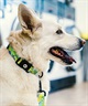 WOLFGANG ウルフギャング 犬用 首輪 ModernCanvas Collar Sサイズ 超小型犬用 小型犬用 モダンキャンバス カラー グリーン系 WC-001-103(GR-S)