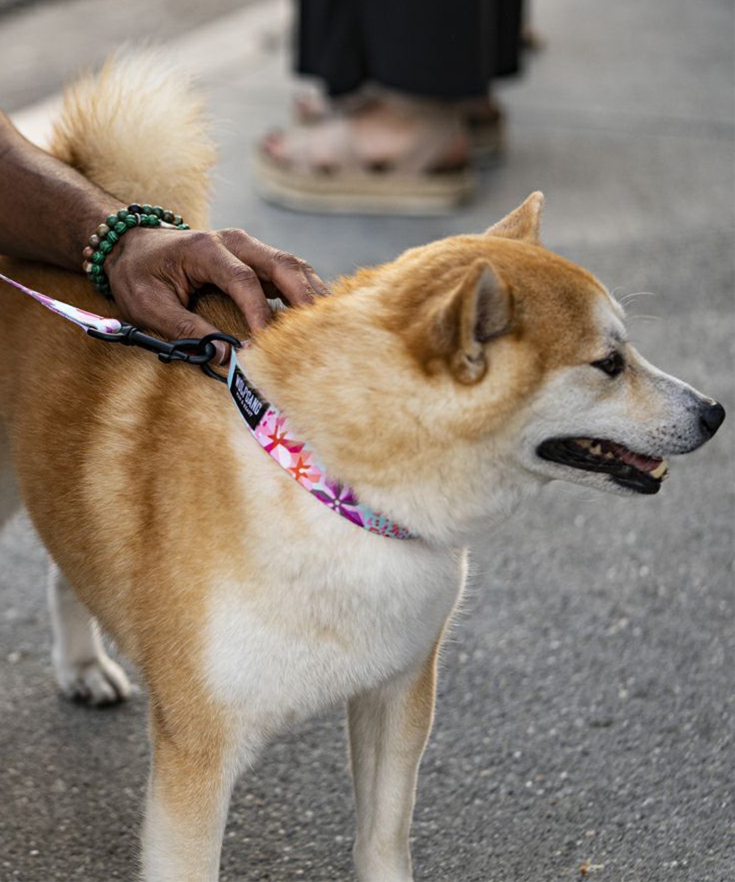 WOLFGANG ウルフギャング 犬用 首輪 DigiFloral Collar Sサイズ 超小型犬用 小型犬用 デジフローラル カラー ピンク系 WC-001-96(PK-S)