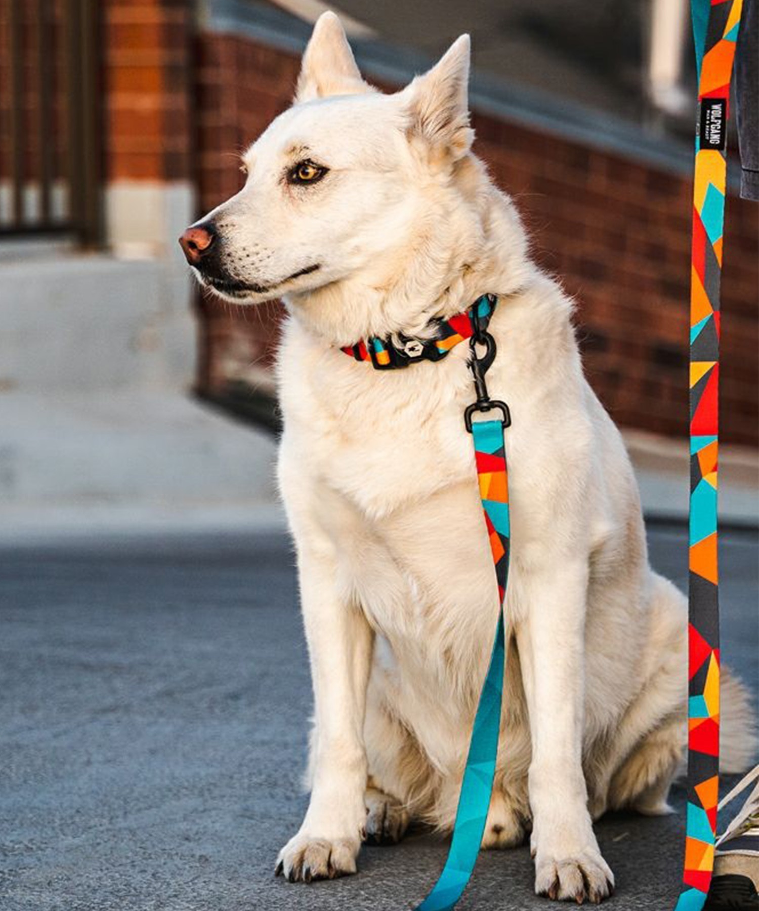 WOLFGANG ウルフギャング 犬用 首輪 ShatterShapes Collar Lサイズ 中型犬用 大型犬用 シャッターシェイプス カラー マルチカラー WC-003-105(MULTI-L)