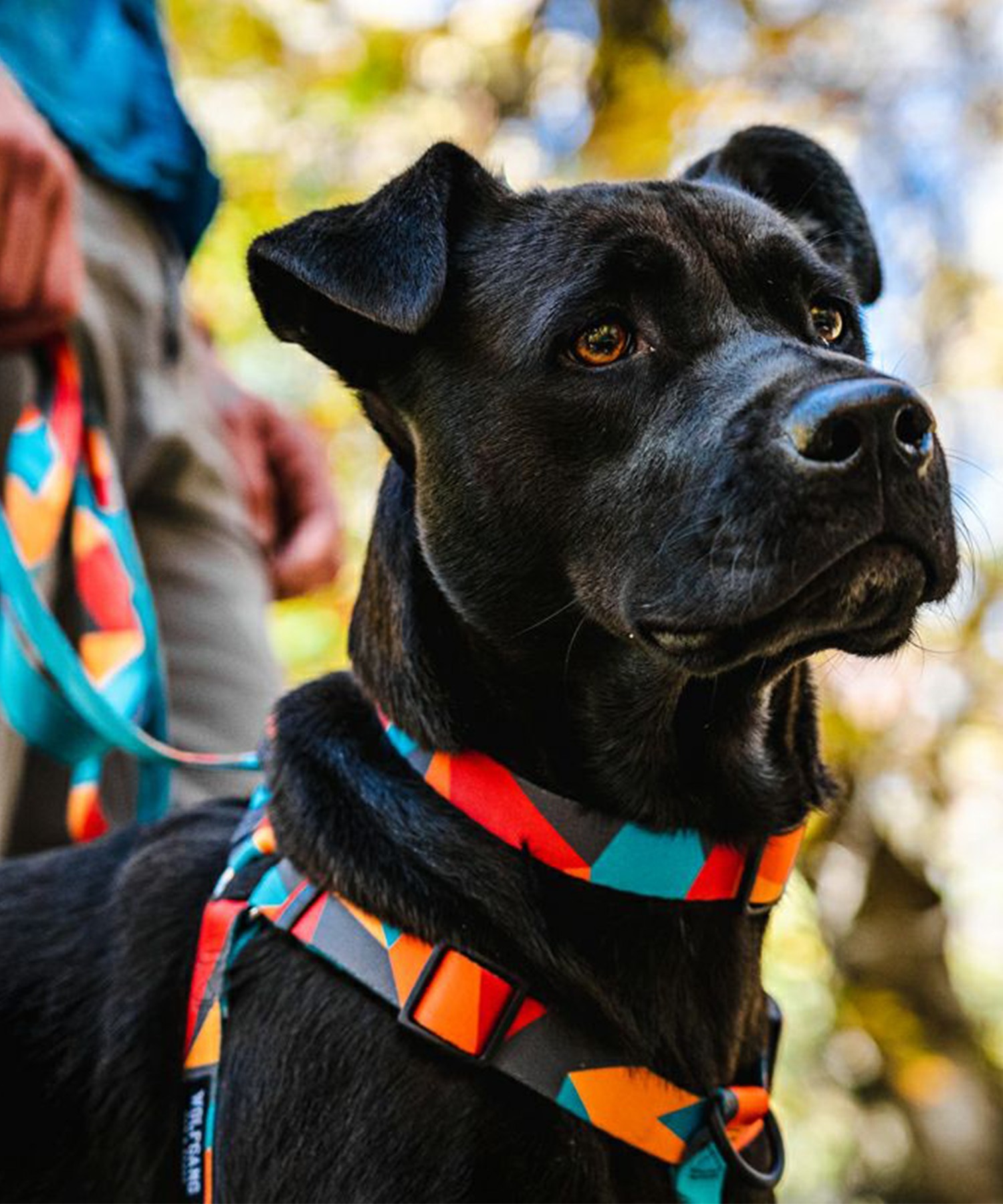 WOLFGANG ウルフギャング 犬用 首輪 ShatterShapes Collar Lサイズ 中型犬用 大型犬用 シャッターシェイプス カラー マルチカラー WC-003-105(MULTI-L)