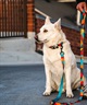 WOLFGANG ウルフギャング 犬用 リード ShatterShapes Leash Lサイズ 中型犬用 大型犬用 シャッターシェイプス リーシュ マルチカラー WL-003-105(MULTI-L)