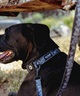 WOLFGANG ウルフギャング 犬用 リード WolfMountain Leash Lサイズ 中型犬用 大型犬用 ウルフマウンテン リーシュ グレー系 WL-003-83(GY-L)