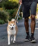 WOLFGANG ウルフギャング 犬用 リード SunsetPalms Leash Lサイズ 中型犬用 大型犬用 サンセットパームス リーシュ ブルー×オレンジ WL-003-86(BL-L)